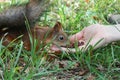 Feeding squirrel Royalty Free Stock Photo