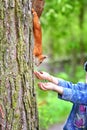 Feeding squirrel Royalty Free Stock Photo