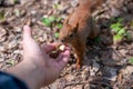 Feeding a squirrel, close up on hand