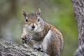 Feeding Squirrel Looks Your Way Royalty Free Stock Photo