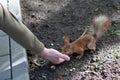 Feeding squirrel