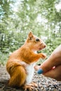 Feeding Squirrel in the park