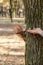 Feeding squirrels in the autumn park. Female hand giving a squirrel a walnut. Closeup
