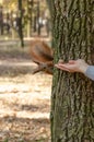 Feeding squirrels in the autumn park. Female hand giving a squirrel a walnut. Closeup