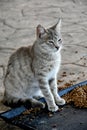 Feeding station for the stray cats