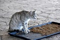 Feeding station for the stray cats