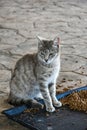 Feeding station for the stray cats