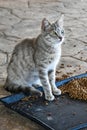 Feeding station for the stray cats Royalty Free Stock Photo