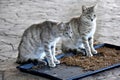 Feeding station for the stray cats