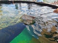 Feeding Sting Rays @ Irukandji Shark & Ray Encounters, Anna Bay, Australia Royalty Free Stock Photo