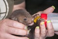 Feeding a stone marten baby