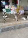 Feeding stray cats at a traditional market.