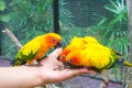 Feeding Sun Conure Birds