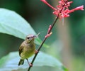 Feeding sunbird