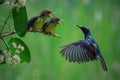 feeding sunbird colibri on tree