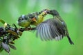 feeding sunbird colibri on tree
