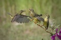 feeding sunbird colibri on tree