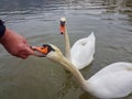 Feeding swan beak hand open mouth Royalty Free Stock Photo