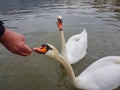 Feeding swan beak hand open mouth