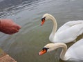 Feeding swan beak hand open mouth Royalty Free Stock Photo