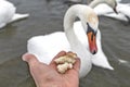 Feeding the swan. Hand with piece of bread. Bird eats from people`s palm Royalty Free Stock Photo