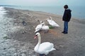 Feeding Swans Royalty Free Stock Photo