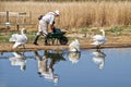 Feeding The Swans At Abbotsbury