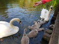 Feeding swans family Royalty Free Stock Photo