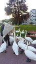 People feeding swans with bread