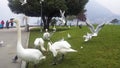 People feeding swans with bread Royalty Free Stock Photo