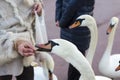 Senior woman feeding swans with bread Royalty Free Stock Photo