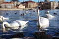 Feeding swans