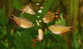 Feeding swarm buenos aires tetra aquarium fish eating flake foodfeeding swarm buenos aires tetra aquarium fish eating flake food Royalty Free Stock Photo