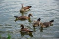 Feeding a swimming duck family on a pond in Europe