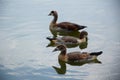 Feeding a swimming duck family on a pond in Europe