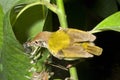 Feeding Tailor bird Royalty Free Stock Photo