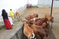 Udhampur, Jammu Kashmir, India, October 2022 - feeding cows in a goushala Royalty Free Stock Photo