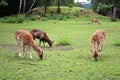 Feeding three fallow deer female on the grass photography Royalty Free Stock Photo