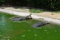 Feeding three huge crocodiles sitting in the green water near the shore. Crocodile catches whole chicken on the fly Royalty Free Stock Photo