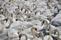 Feeding time at Abbotsbury Swannery