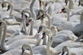 Feeding time at Abbotsbury Swannery