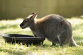 Baby kangaroo in green field