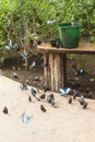 Feeding Time for the Blue Morpho Butterflies Royalty Free Stock Photo