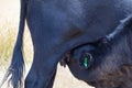 Feeding time, a calf is drinking from its mother`s teats Royalty Free Stock Photo