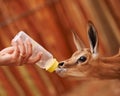 Feeding time. Cropped view of a baby springbok being bottle-fed. Royalty Free Stock Photo