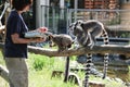 Feeding time for group/troop of lemurs