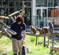 Zoo worker feeding lemurs in Edmonton, Alberta, Canada