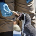 Feeding Time for Humboldt Penquin