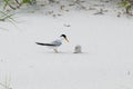 Feeding time for a Least Tern Chick