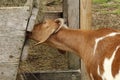 Feeding time for little brown and white goat,